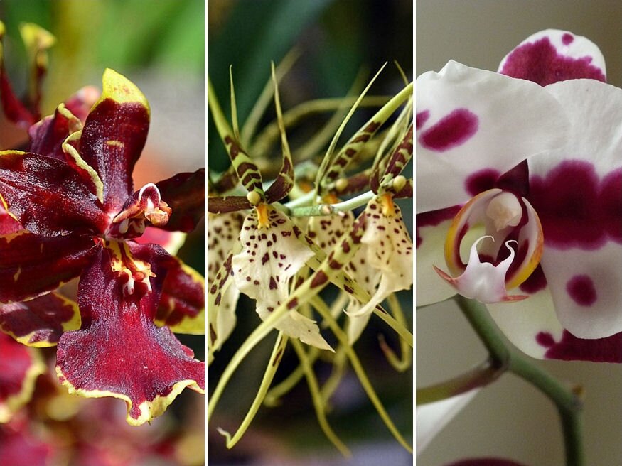 Elvarázsolja az otthonod: hat meseszép, hálás orchidea