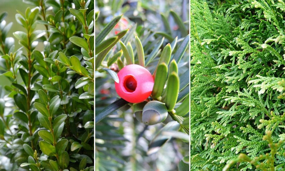 Ápol és eltakar: 7 sövénynövény, amely segít privát területet kialakítani a kertünkben