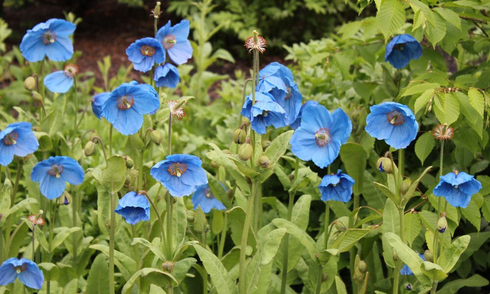 Egy ritkaság a kertben: a himalájai kék pipacs