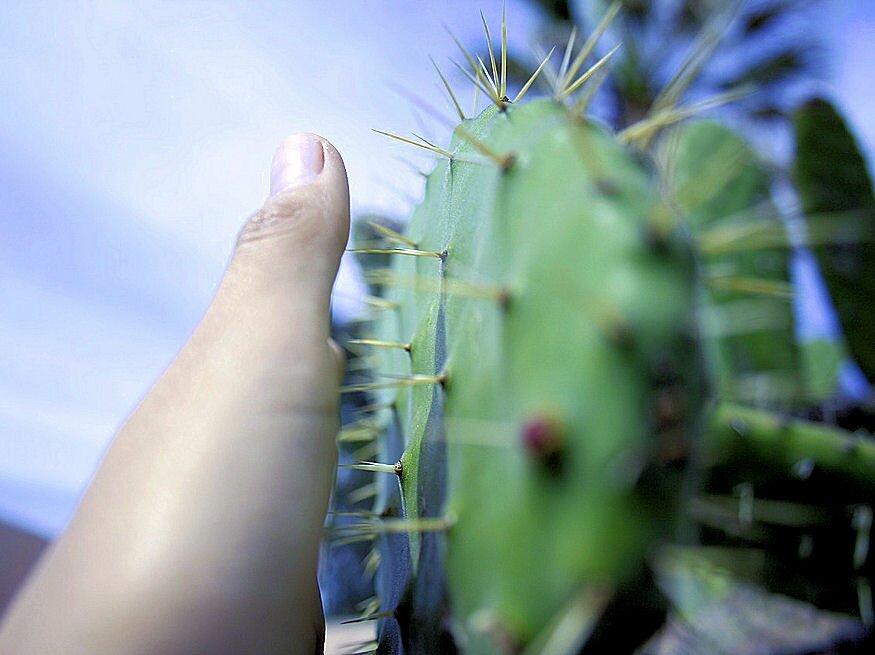 kaktusz buborekfolia 01