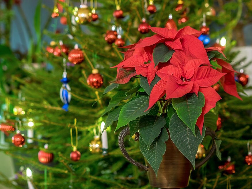 Milyen növényekkel tehetjük még ünnepibbé a karácsonyi időszakot?