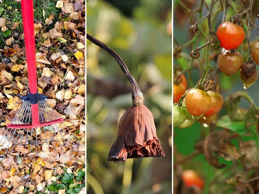 A kert karbantartása ősszel: hasznos tippek, ötletek