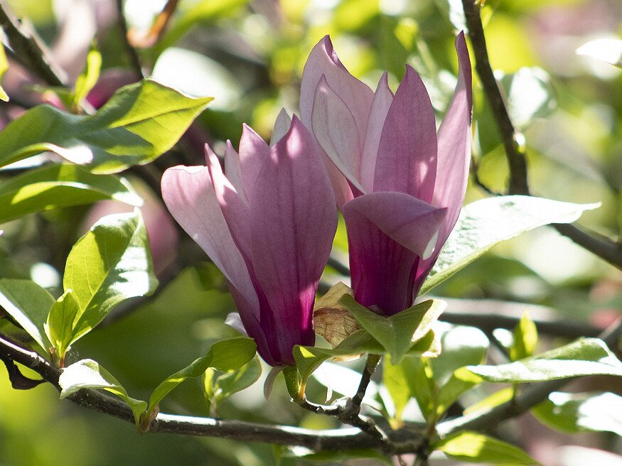 magnolia igy szaporitsd 02