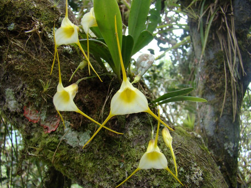 masdevallia orchidea 02