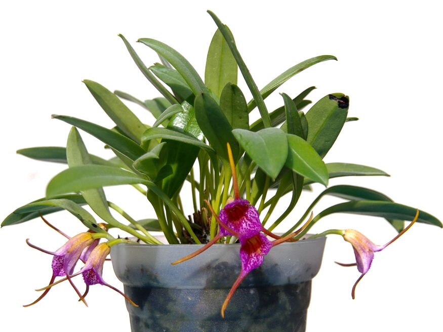 masdevallia orchidea 03
