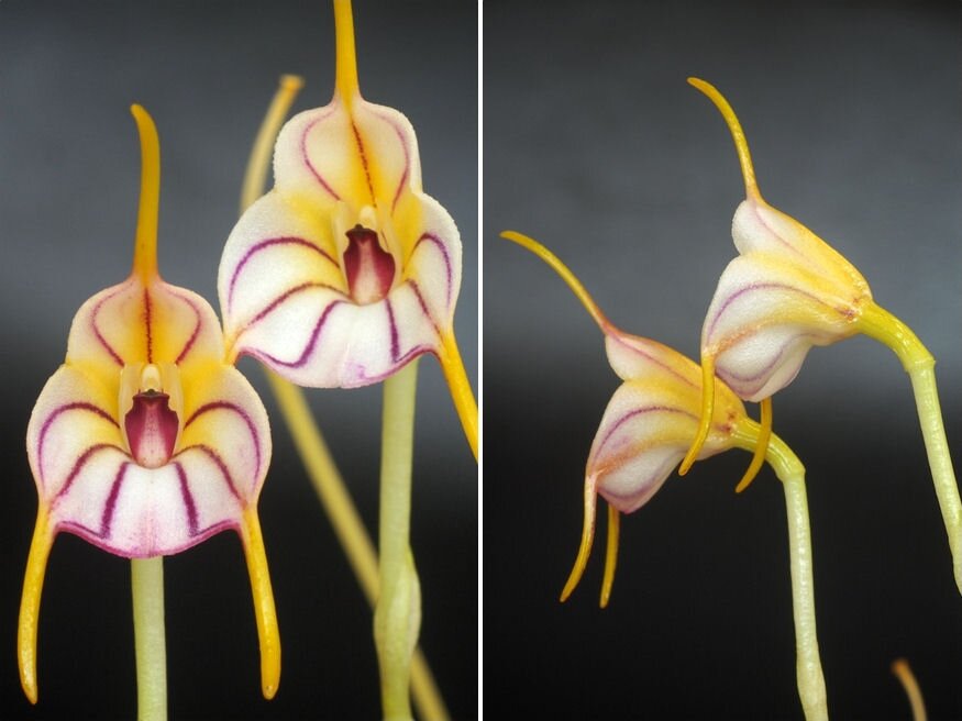 masdevallia orchidea 04