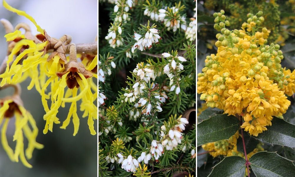 Meglepő virágpompa a hidegben: télen virágzó díszcserjék