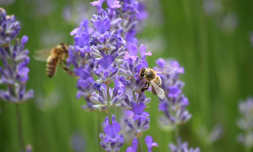 Igéző növények, amelyek döngicsélő méhek százait csalogatják a kertbe