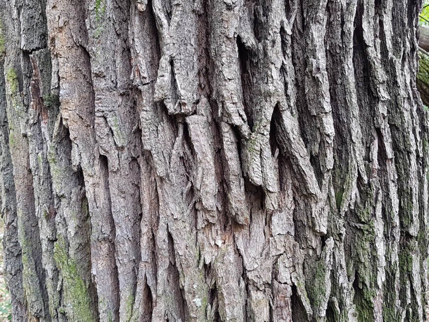 Chaga gomba (Hamvaskéreg gomba, Inonotus obliquus) A tölgyfa kéregének parazita tisztítása