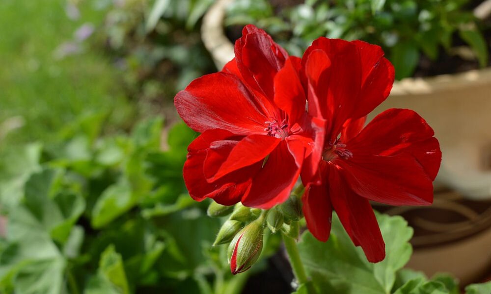 Gondoskodjunk magunk a virágpompáról: egy egyszerű módszer a muskátli szaporítására