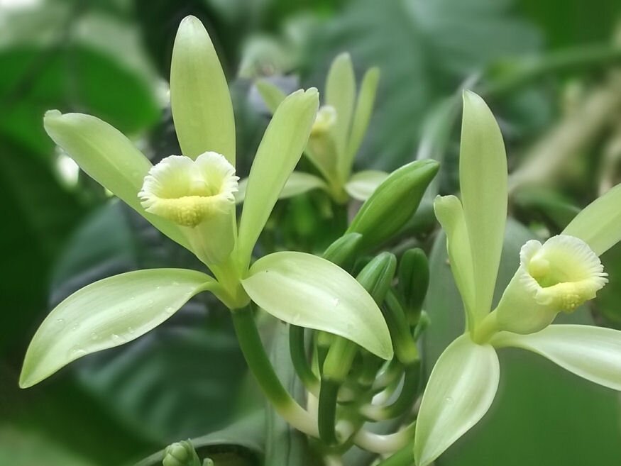 orchidea parazita