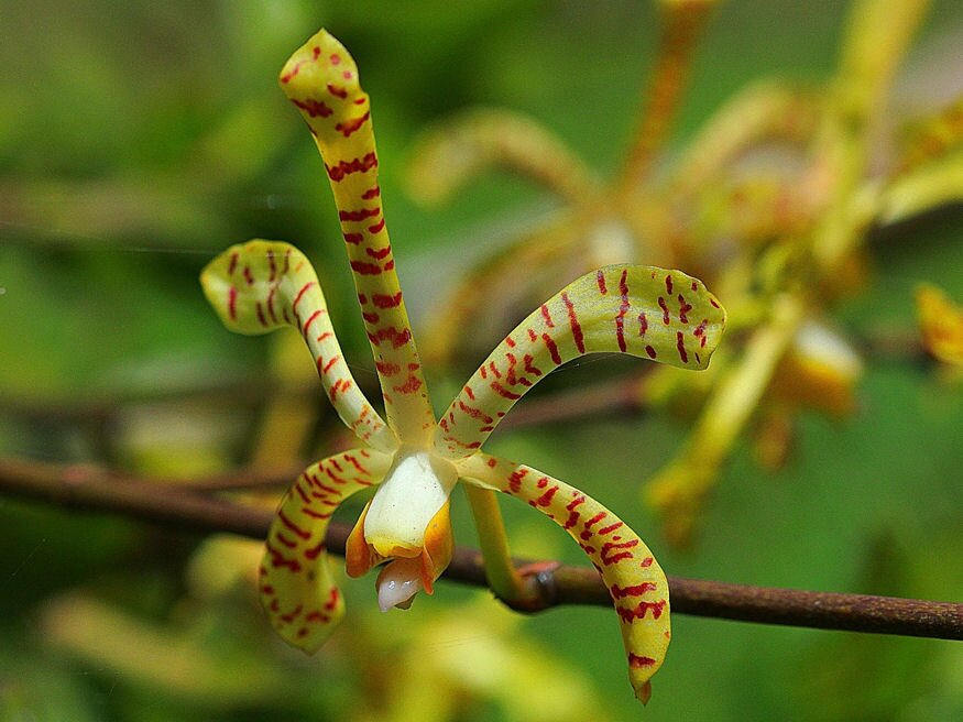orchidea parazita)