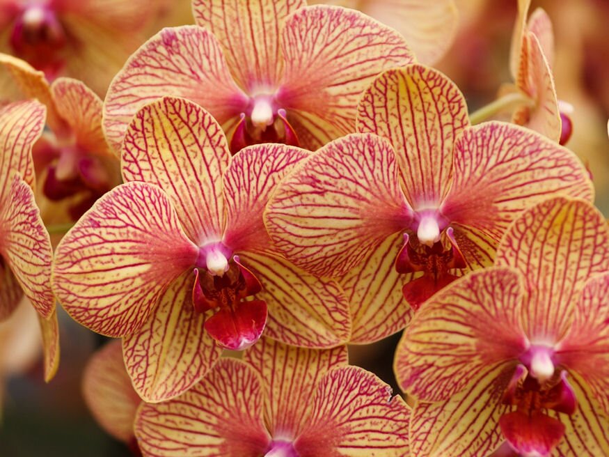 orchidea 14 teny 08