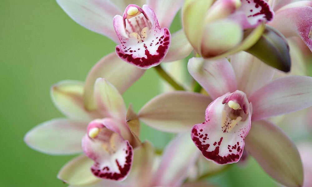 Orchideaápolási 1×1 – az öntözéstől a vágásig