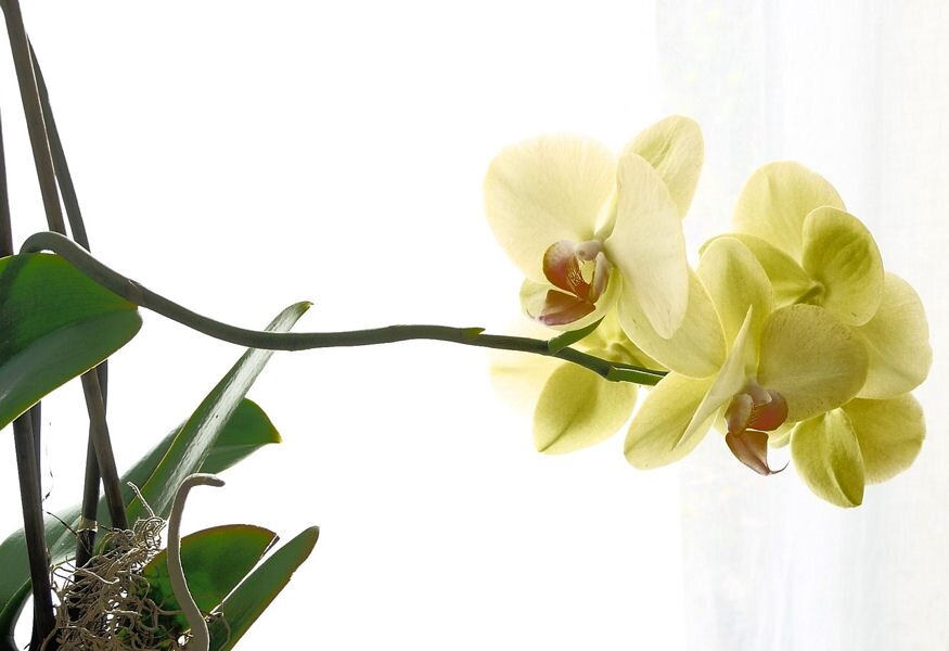 orchidea 1x1 03