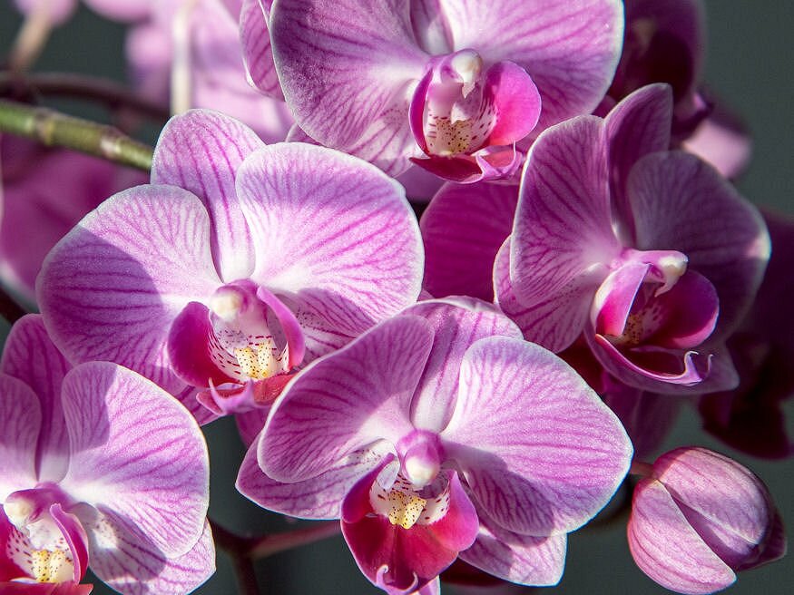 orchidea 1x1 04