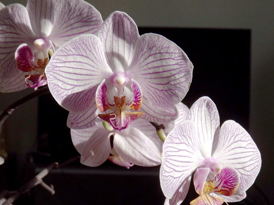 orchidea 1x1 05