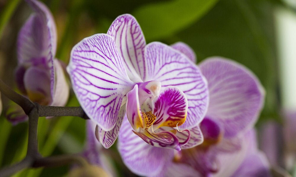 Orchideatulajdonosok segítségét kérik most a kutatók!