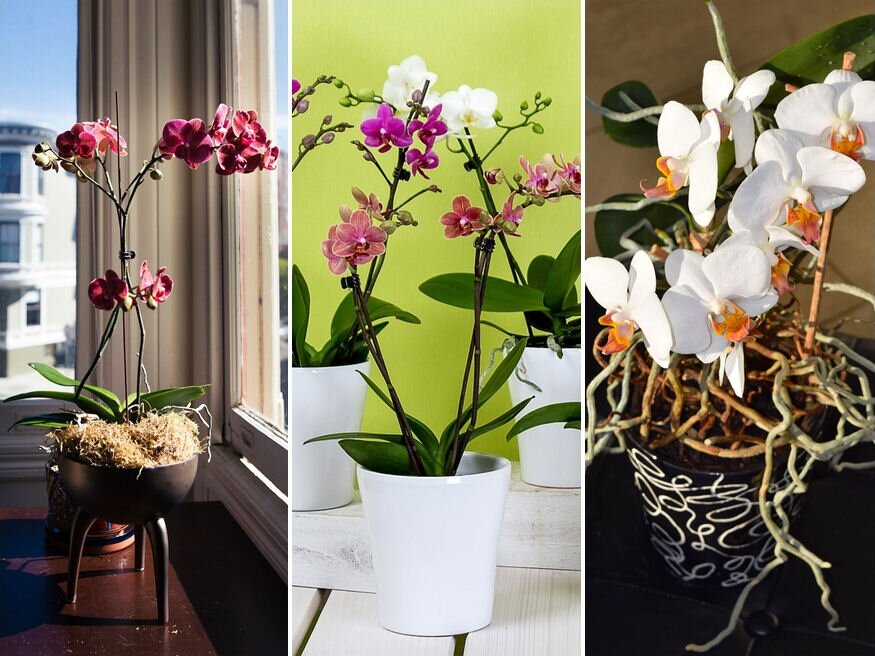 Mikor és hogyan ültessük át az orchideát?
