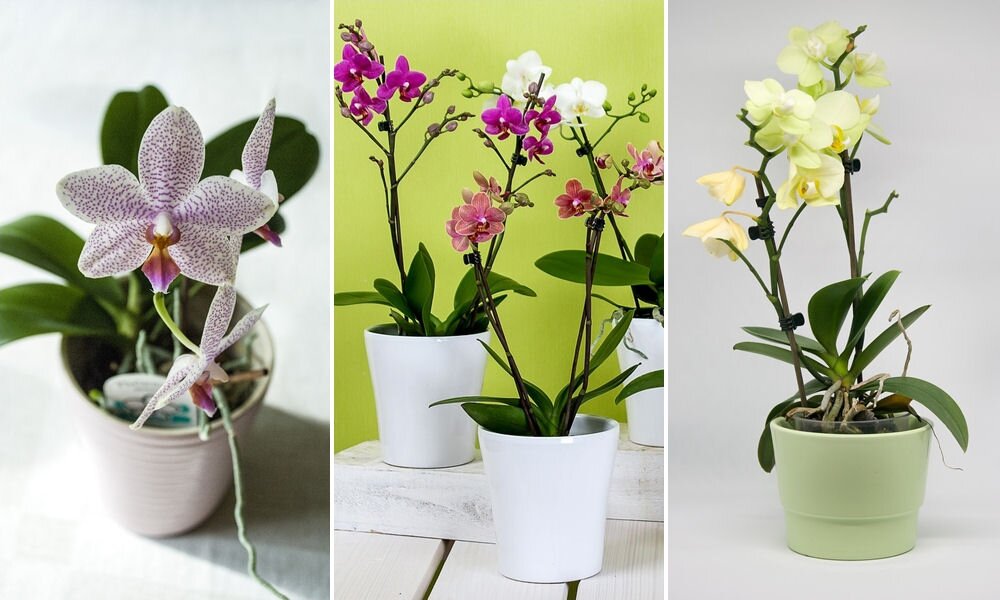 Álljuk a próbát: kihívás lehet az orchidea átültetése