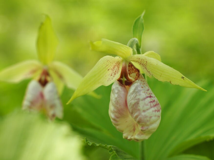 orchidea kertben 02