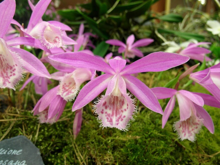 orchidea kertben 03