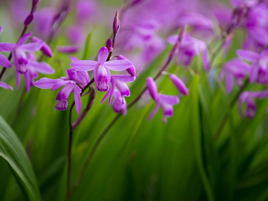 orchidea kertben 04