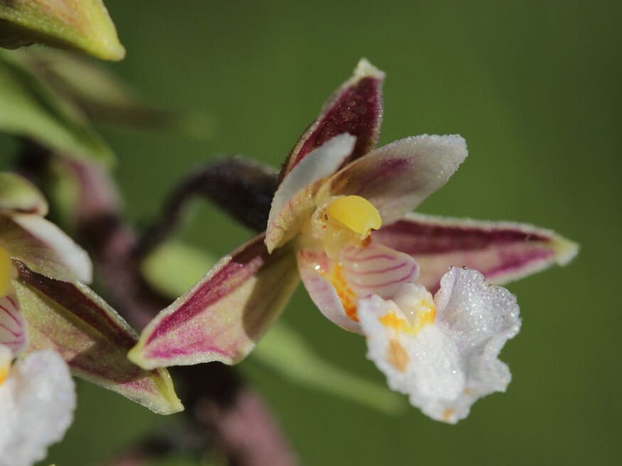 orchidea kertben 05