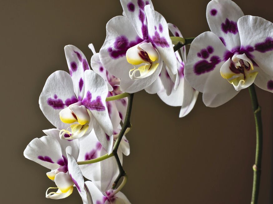 orchidea nem feltetlenul 02