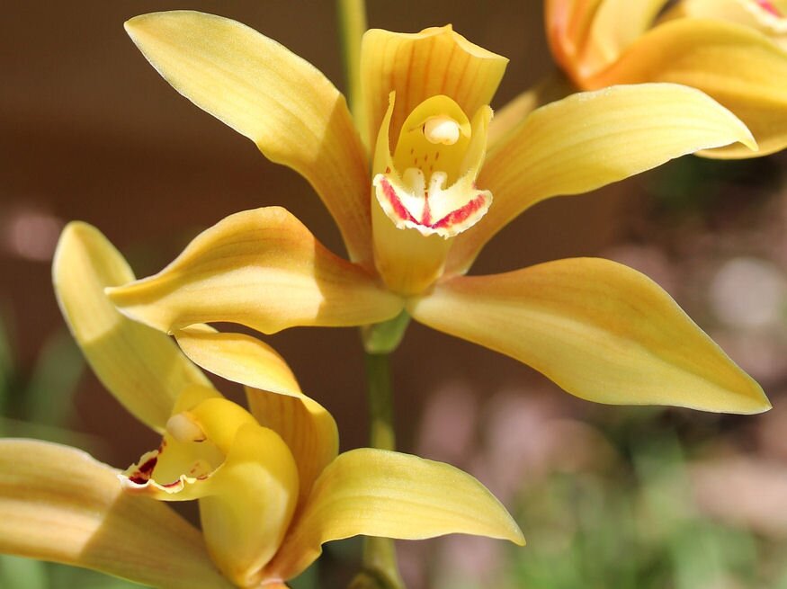 orchidea nem feltetlenul 04