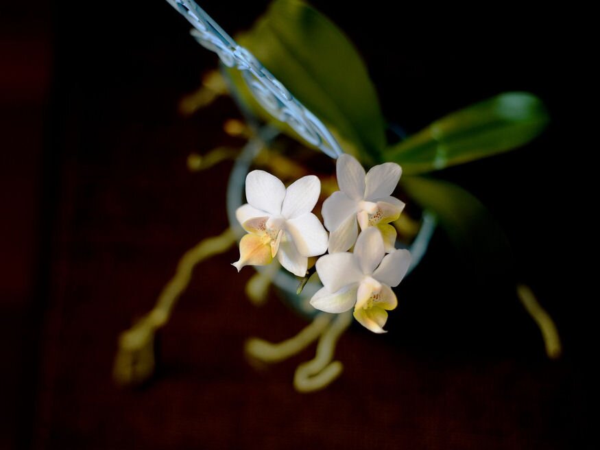 orchidea ot aranyszabaly 03