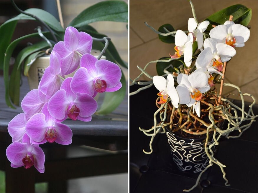 orchidea ot aranyszabaly 05