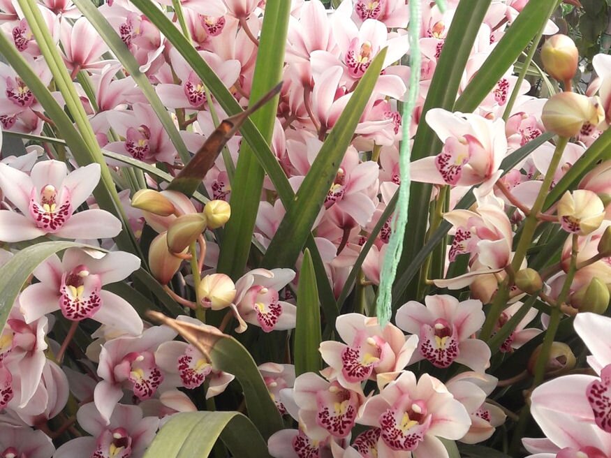 orchidea rengeteg viraggal 03