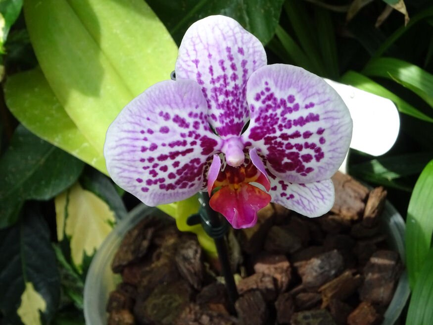 orchidea tapoldatozas 02
