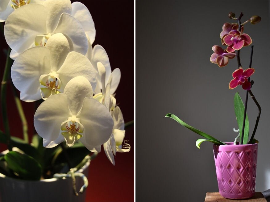 orchidea tapoldatozas 04