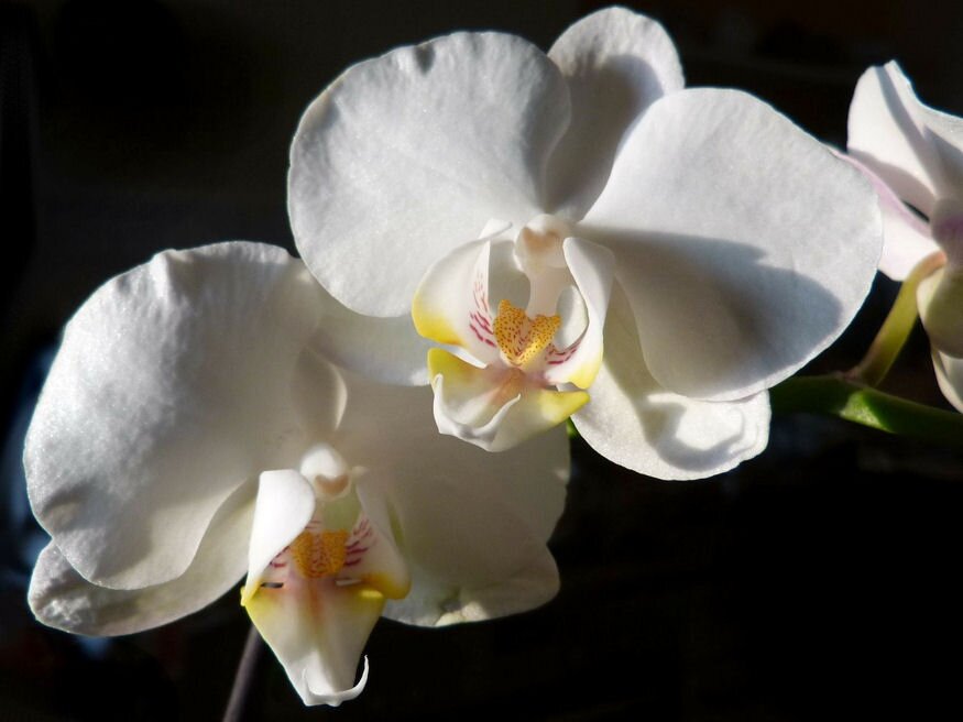 orchidea ujra viragba borul 04