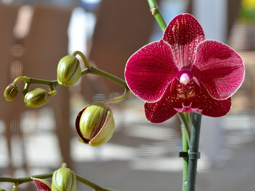 Tudnivalók az orchideák helyes öntözéséhez: mikor, mennyit, mivel locsoljunk?