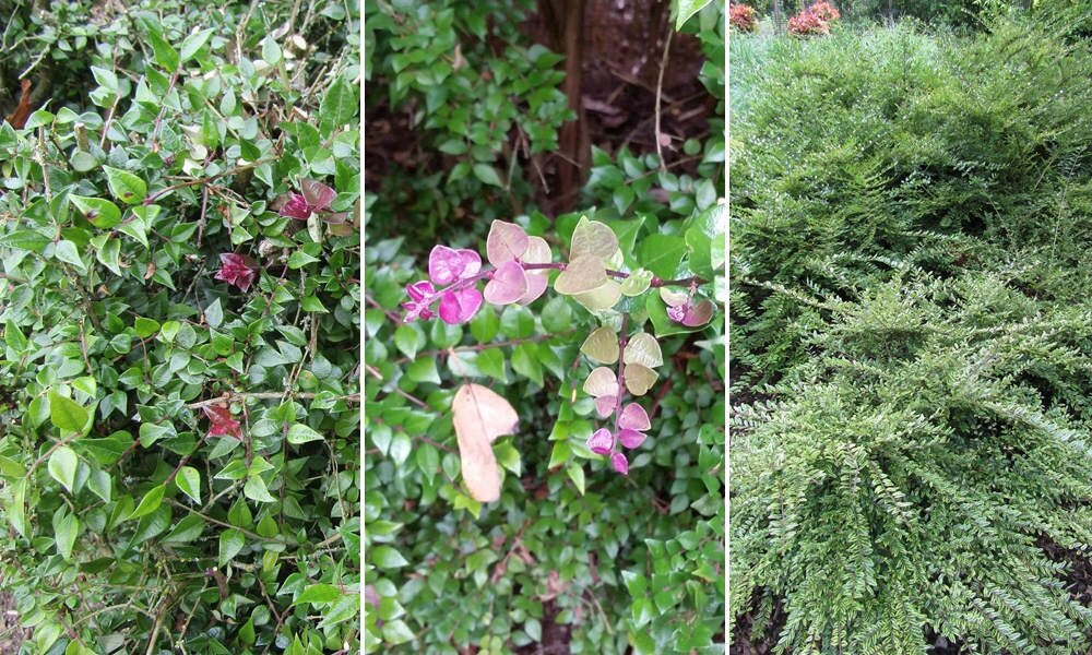 Örökzöld mirtuszlonc: ez lila bogyós növény javasolható a puszpáng helyett
