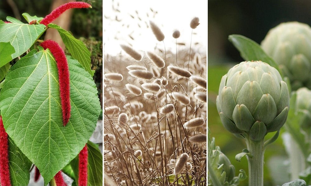 5 szokatlan növénykülönlegesség, ami már márciusban vethető