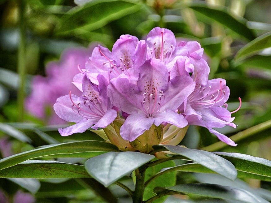 rhododendron sargul 02
