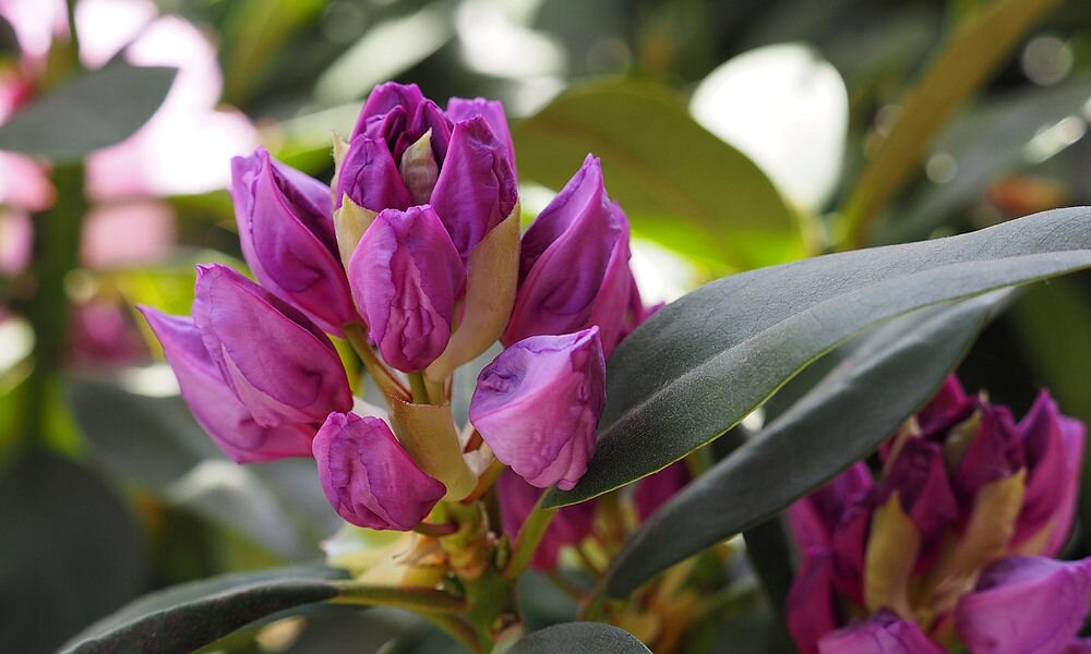 Mindent a színpompás rododendronokról: ültetés, igények, kísérőnövények