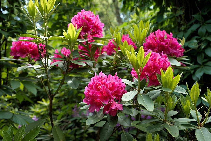 rododendronokrol mindent 09