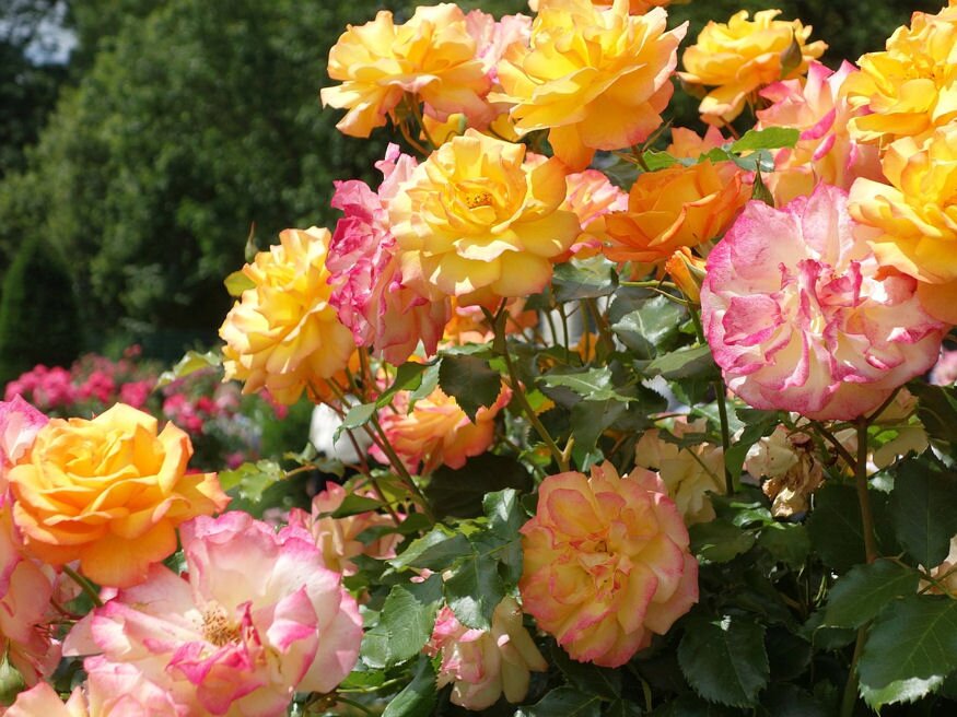 10 bio-tipp az egészséges, gyönyörű rózsákért