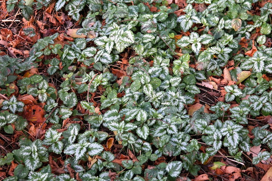 sarga arvacsalan arnyekos kertreszek 02