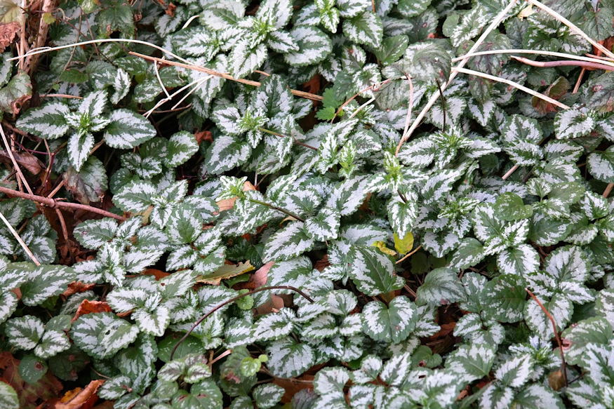 sarga arvacsalan arnyekos kertreszek 03