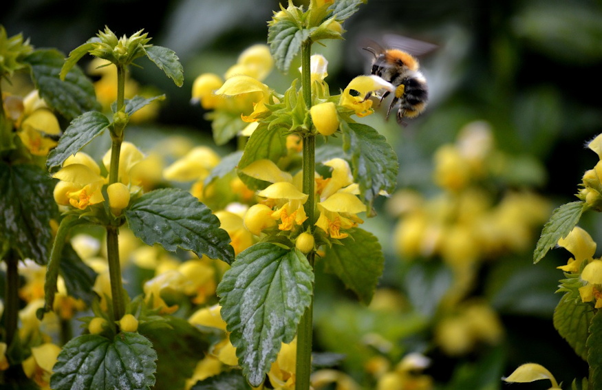 sarga arvacsalan arnyekos kertreszek 04