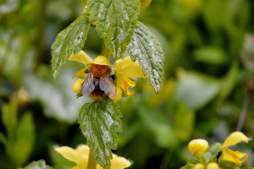 sarga arvacsalan arnyekos kertreszek 05