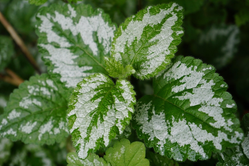 sarga arvacsalan arnyekos kertreszek 06