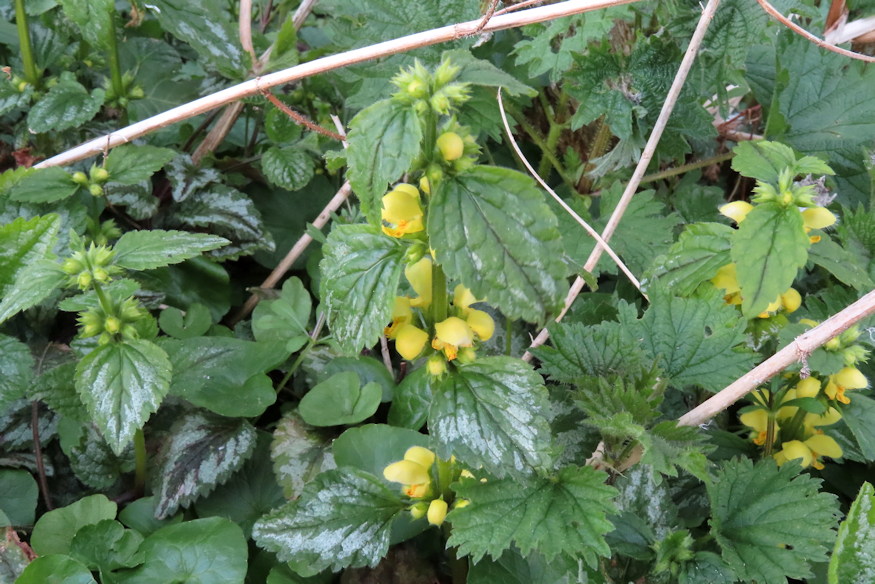 sarga arvacsalan arnyekos kertreszek 07