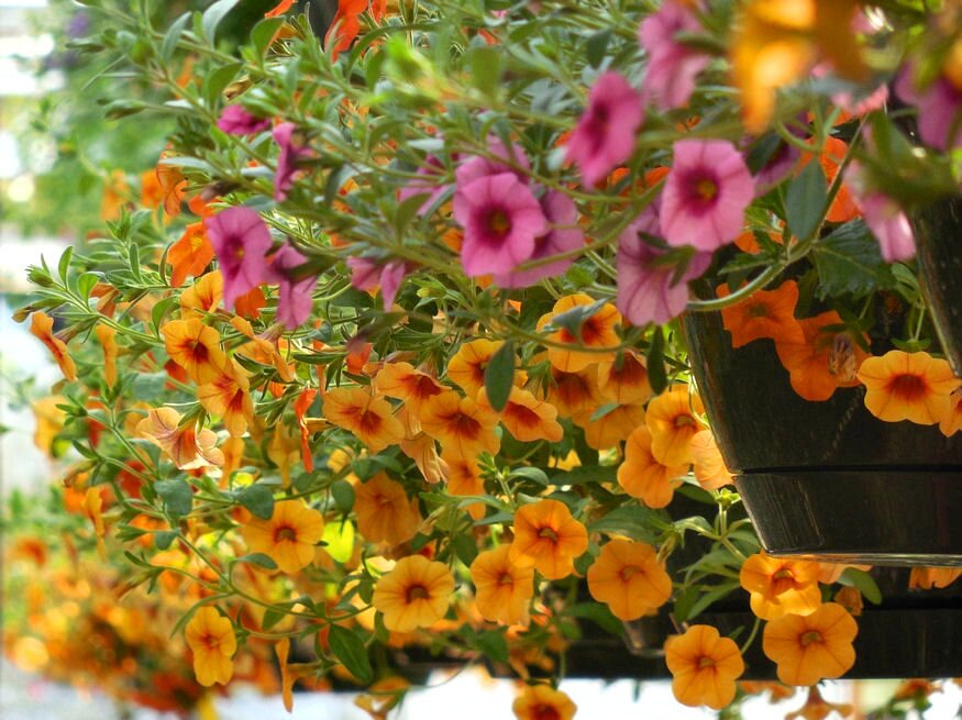 5 strapabíró egynyári balkonnövény – hányat ismersz közülük?